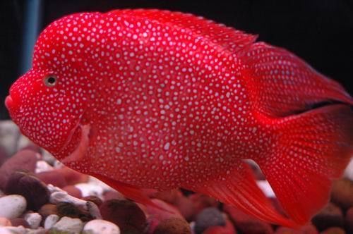 Red Devil Cichlid