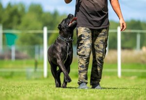 Dog Board and Training