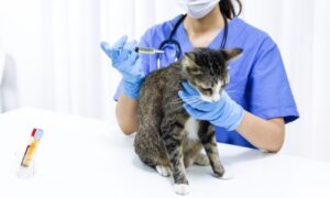 Veterinary Medicines