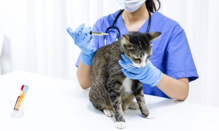 Veterinary Medicines