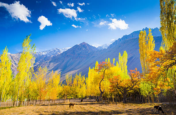 Why Kashmir is Perfect for a Romantic Honeymoon