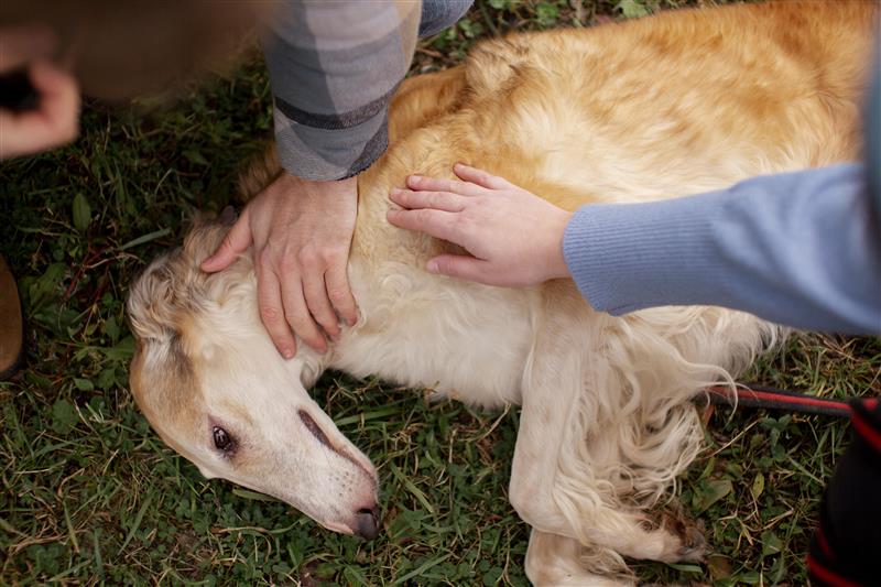 pet