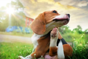 pet
