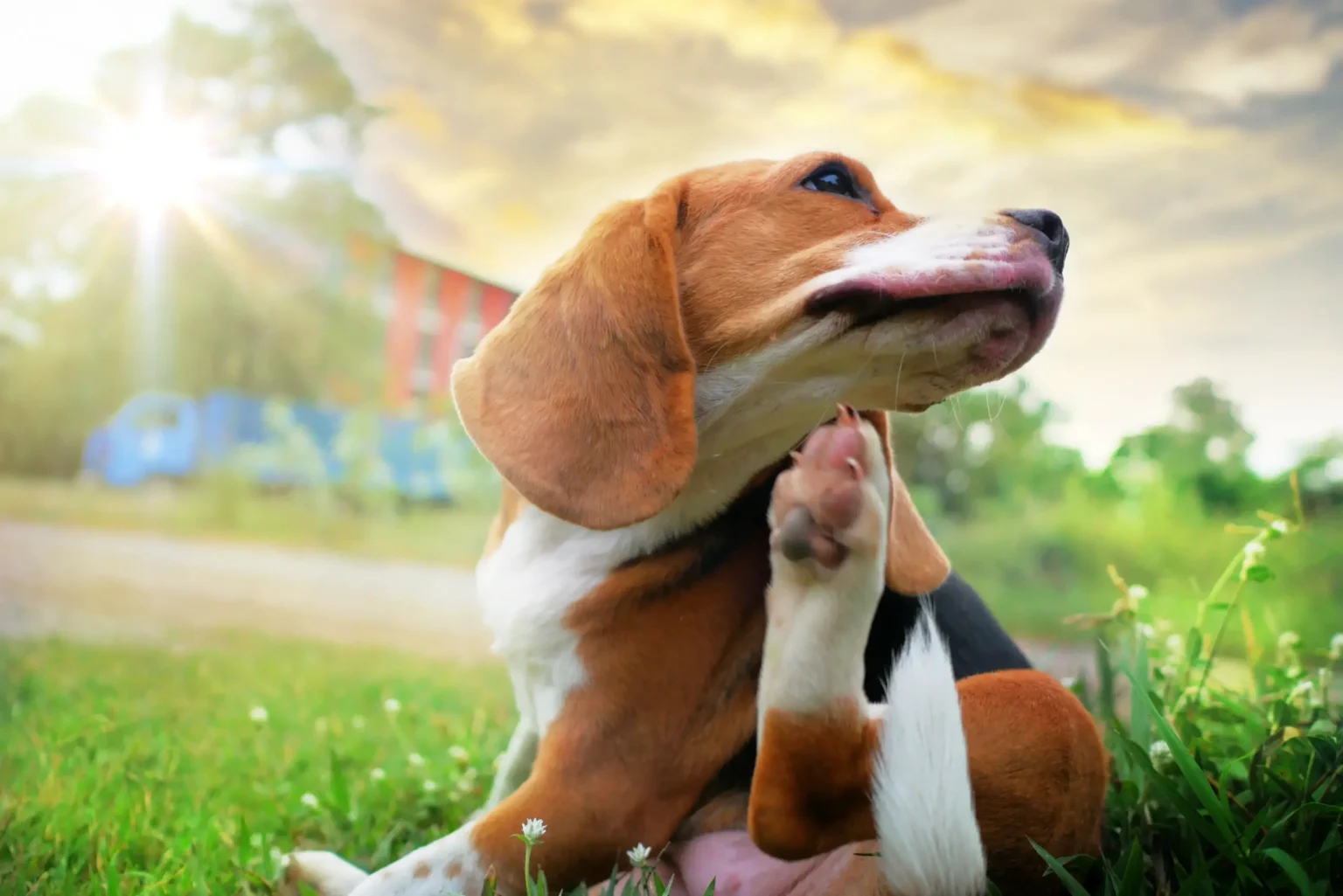 pet