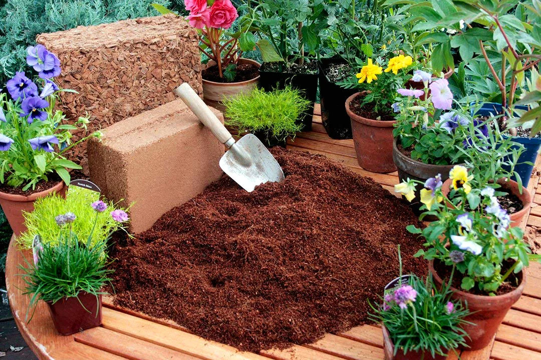 Best Cocopeat for Plants