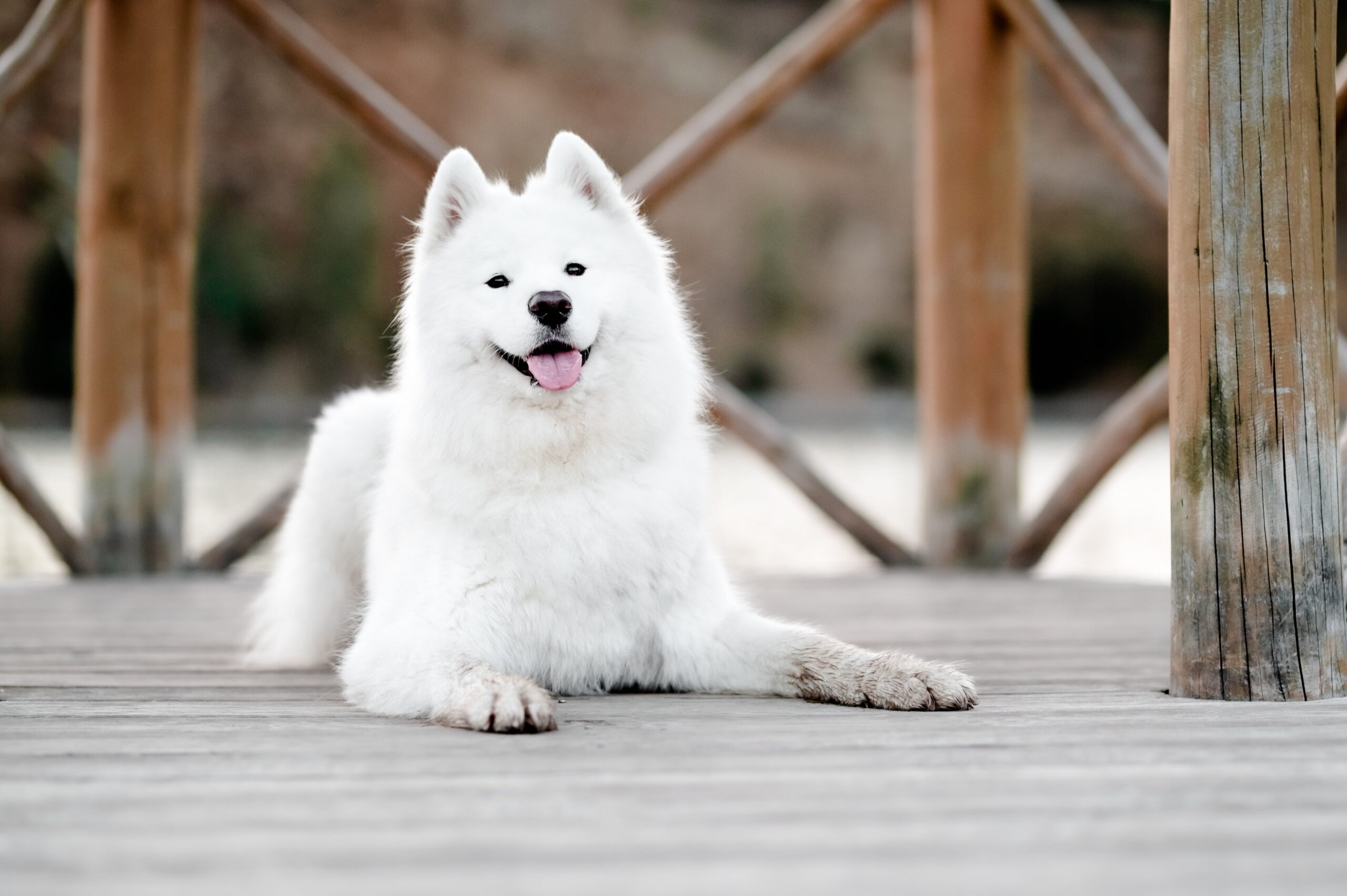 AKC Samoyed pups