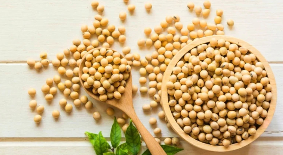 Soyabeans Dealers in India supplying bulk orders