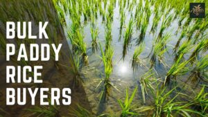 bulk paddy rice buyers