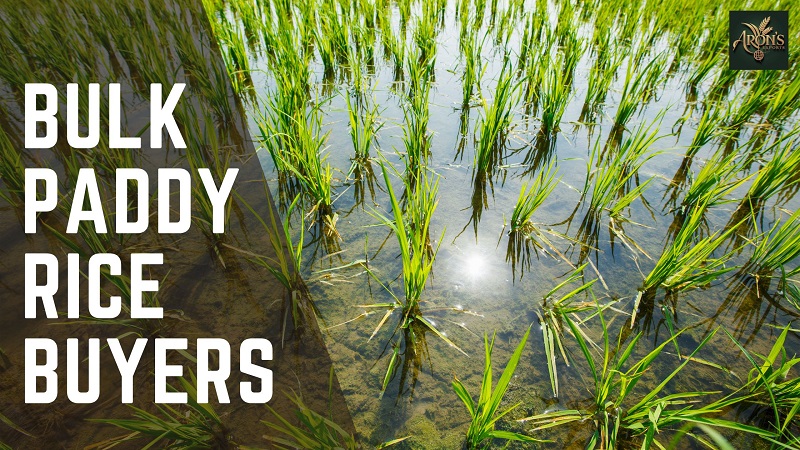 bulk paddy rice buyers