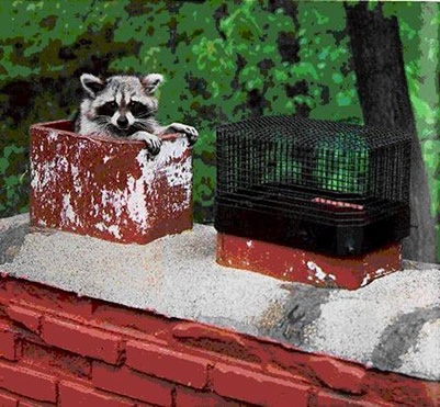 "animal removal from chimney animal removal from chimney animal nest removal from chimney​ animal removal Indianapolis