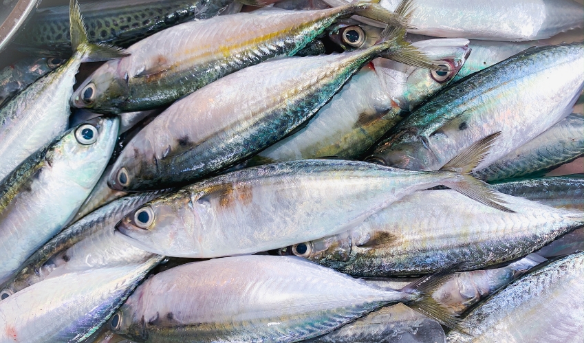 Europe Fish Market
