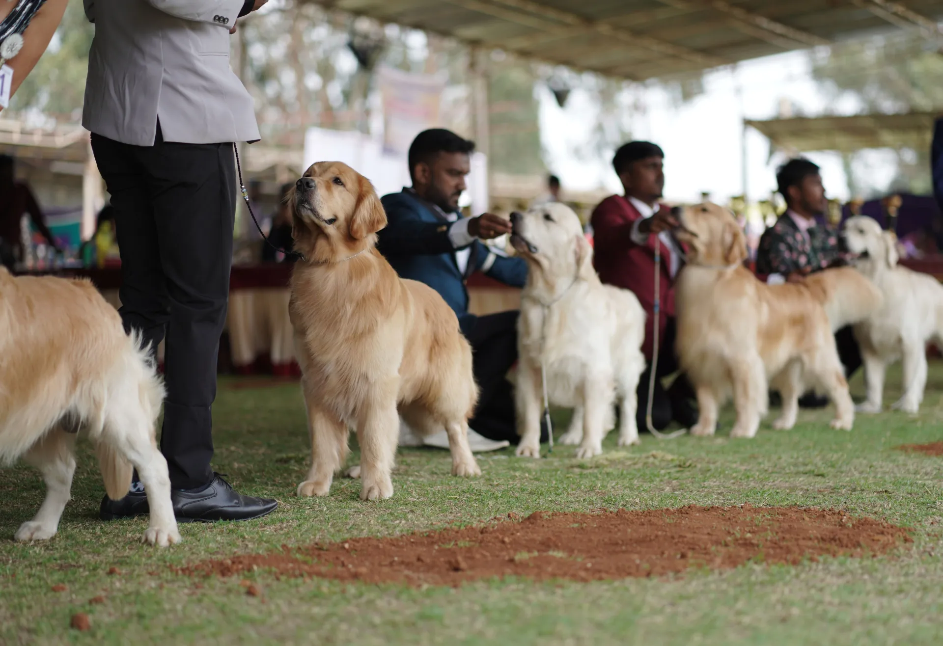 Dog Breeders